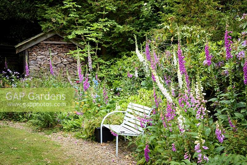 Bench surrounded by self seeded foxgloves, primulas and meconopsis 