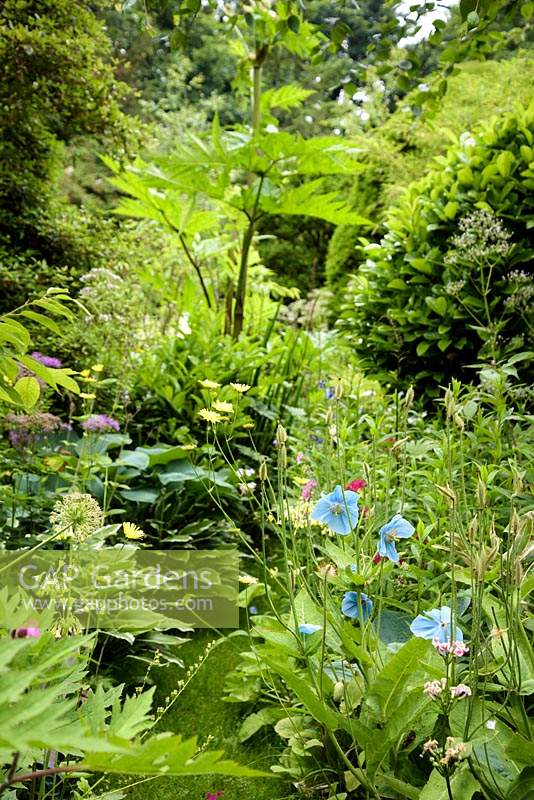 Lush planting in the walled garden featuring blue Himalayan poppies, Meconopsis baileyi, candelabra primulas, ligularias and hostas