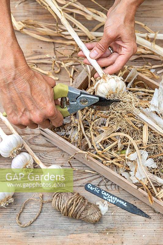 Using secateurs to remove roots from dried Garlic
