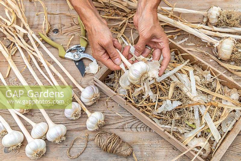 Removing loose papery skin from dried Garlic bulbs