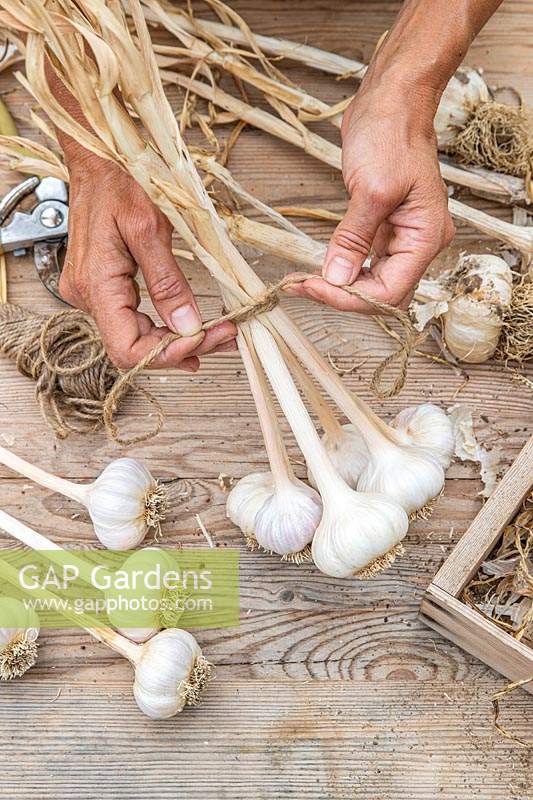 Using string to tie up a bunch of dried Garlic bulbs