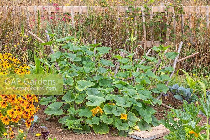 Butternut Squash plant growing up hazel support eight weeks after planting