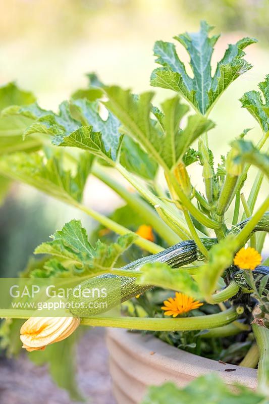 Courgette ready for harvesting and flowering Calendula - Pot Marigold - in  container