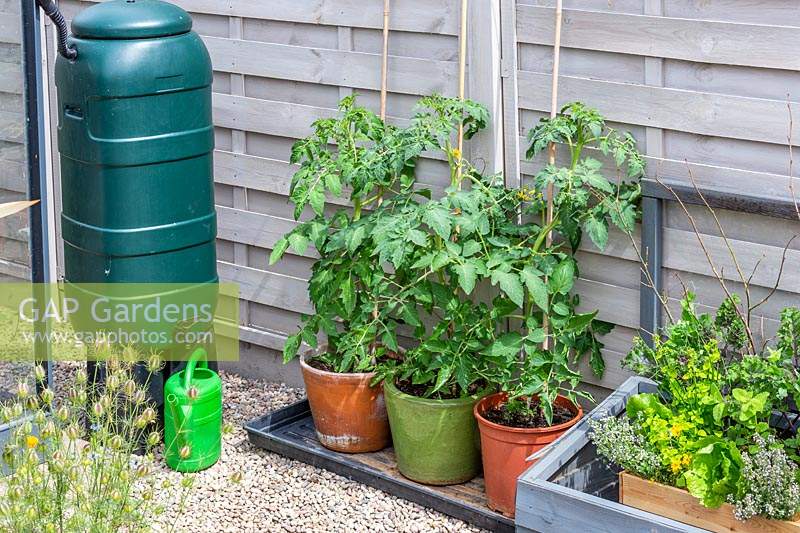 Tomato plants in terracotta, glazed and plastic pots after four weeks