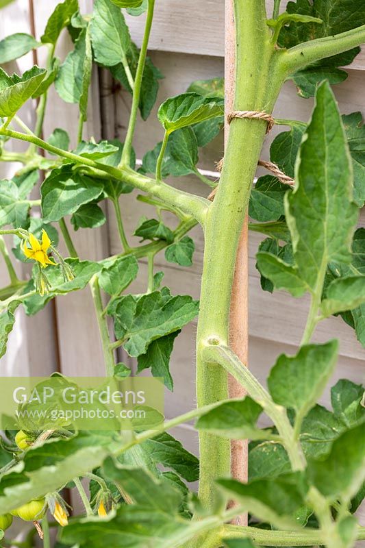 Detail of Solanum lycopersicum - Tomato - plant stem planted in glazed terracotta pot after six weeks