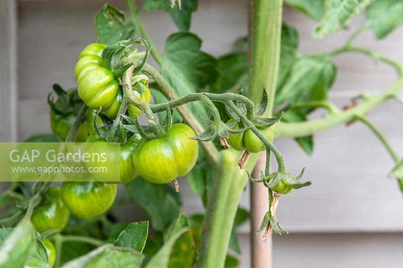 Unripe Solanum lycopersicum - Tomato - fruit developing on plant grown in a plastic pot - eight weeks after planting