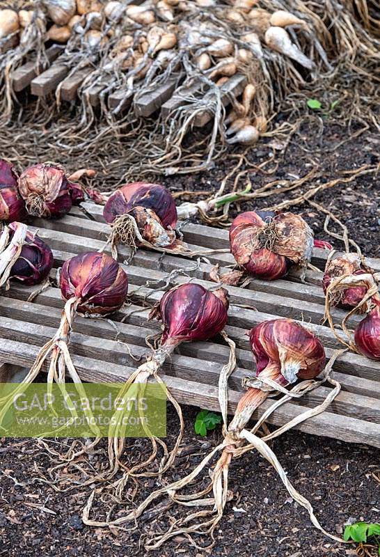 Allium cepa - Onion 'Electric red' and Shallots drying on a wooden palette