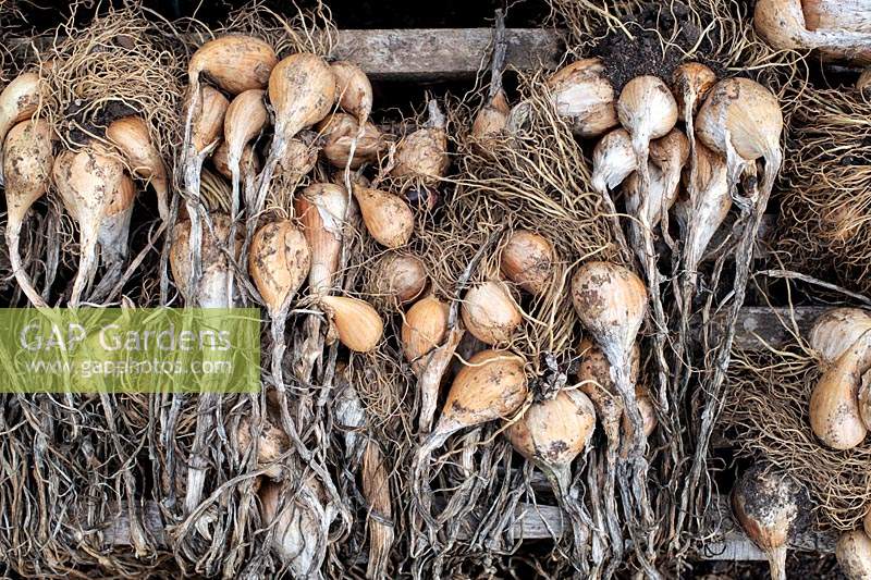 Allium cepa - Shallots 'Echalote grise' drying on a wooden palette