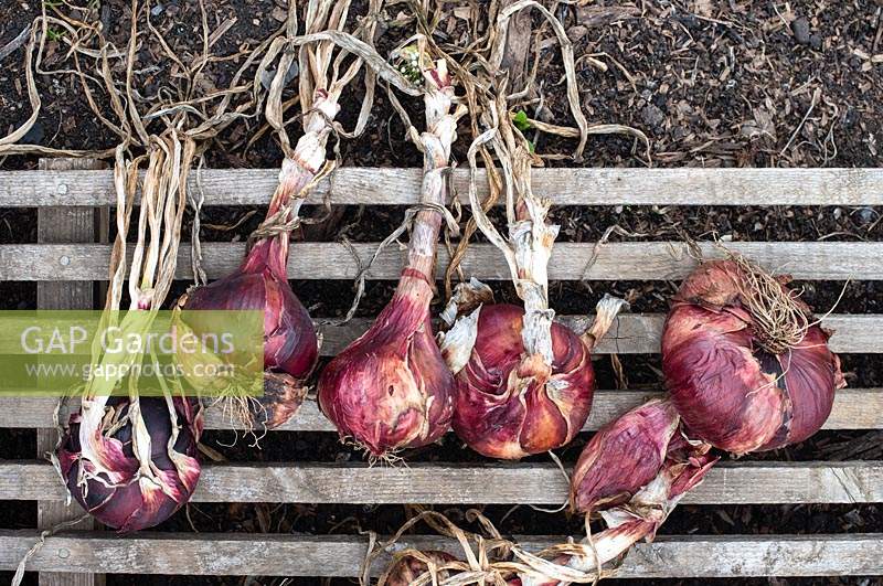 Allium cepa - Onion 'Electric red' drying on a wooden palette