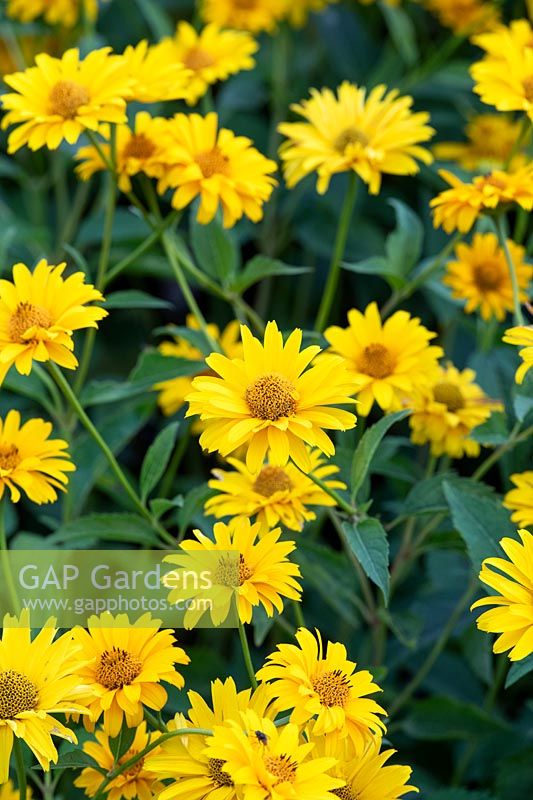 Heliopsis helianthoides var. scabra 'Waterperry Gold' - North American ox-eye 'Waterperry Gold'