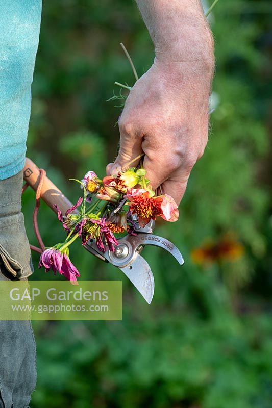 Gardeners hand holding secateurs and deadheaded Dahlia and Cosmos flowers