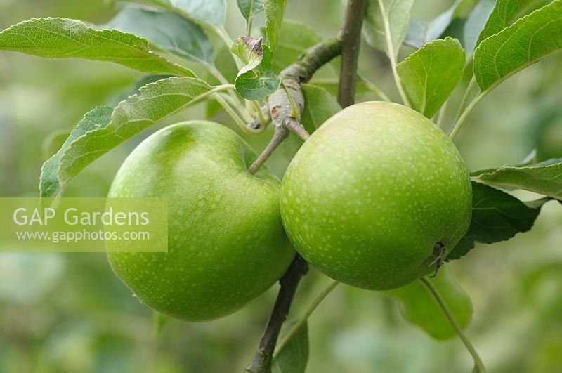 Malus domestica - Apple 'Granny Smith'