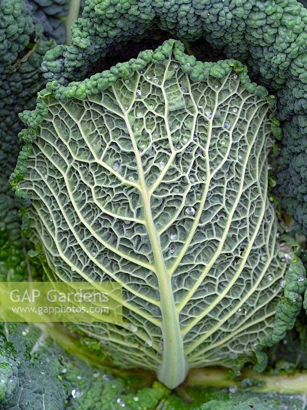 Savoy cabbage-Brassica oleracea leaf structure