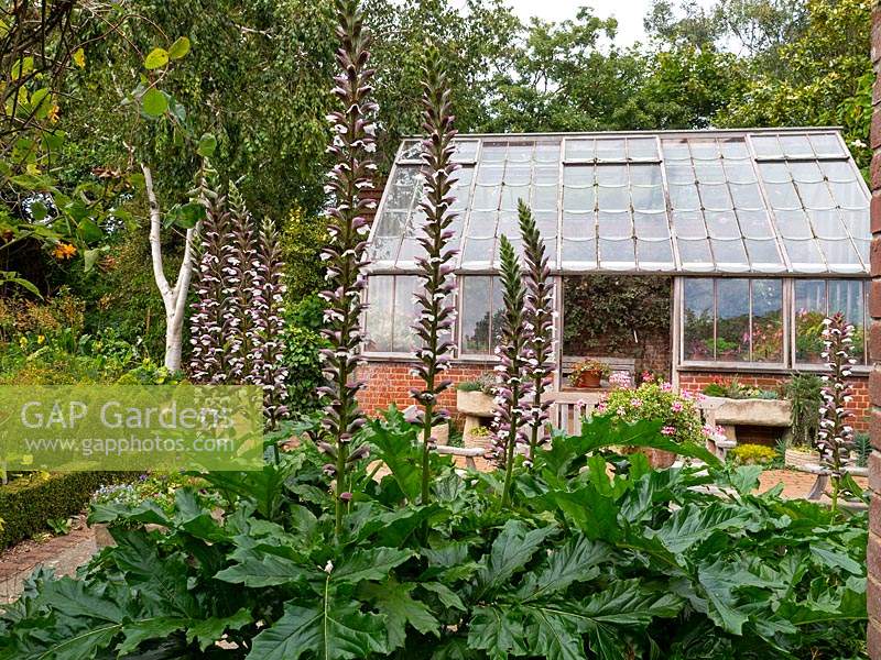 Acanthus spinosus  Bear's breeches and greenhouse 