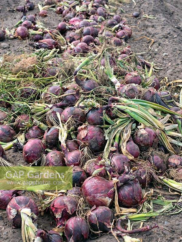 Harvested red onions 'Red Baron' drying on farmland 
