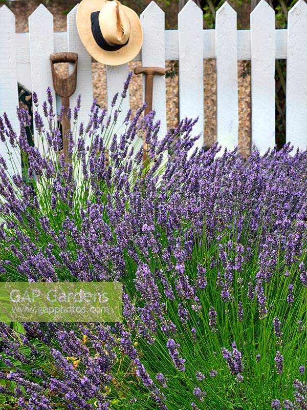 Lavandula 'Hidcote' - English Lavender - and white picket fence with hat and tools 