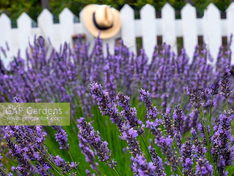Lavandula 'Hidcote' - English Lavender - white picket fence and hat beyond