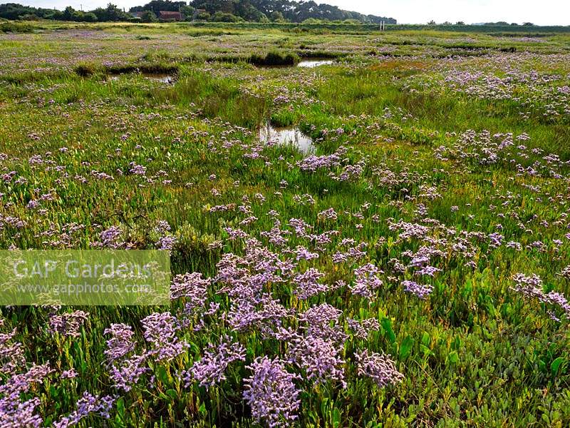 Limonium vulgare Common sea lavender on salt marshes North Norfolk coast 