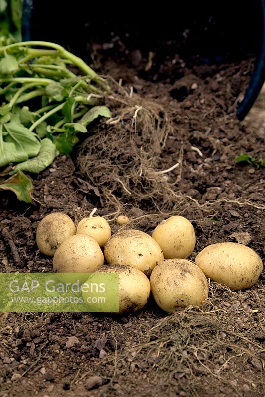 Solanum tuberosum 'Rocket' - PBR - new potato yield 