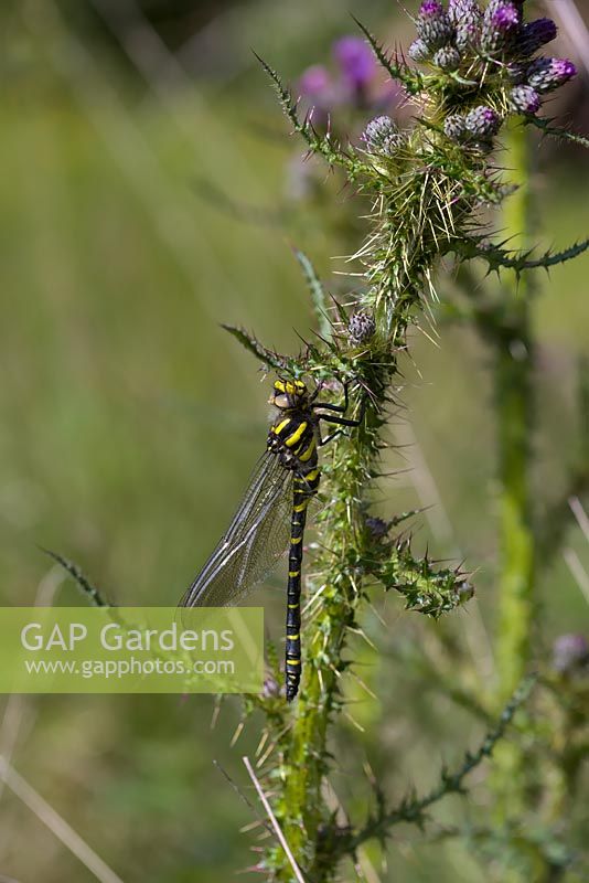 Gold Ringed Dragonfly - Cordulegaster boltonii resting on Marsh Thistle - Cirsium palustre