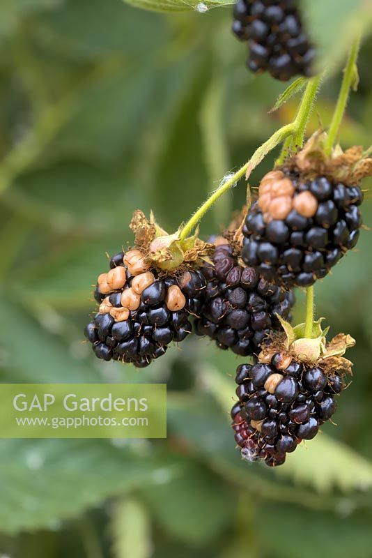 Rubus fruticosus agg. 'Reuben' - Blackberry - showing some ripe fruit segments scorched by hot sun