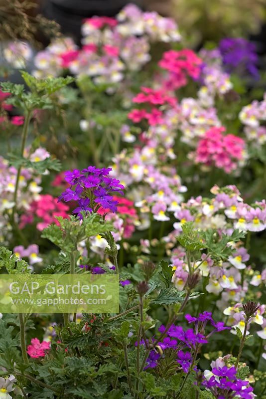 Verbena 'Sissinghurst' with Nemesia 'Sweet Lady'  - Fragrant Lady Series - and Verbena 'Homestead Purple' 