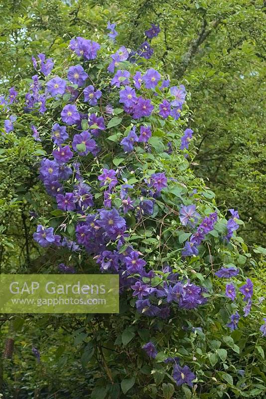 Clematis 'Perle d'Azur' growing up into a tree
