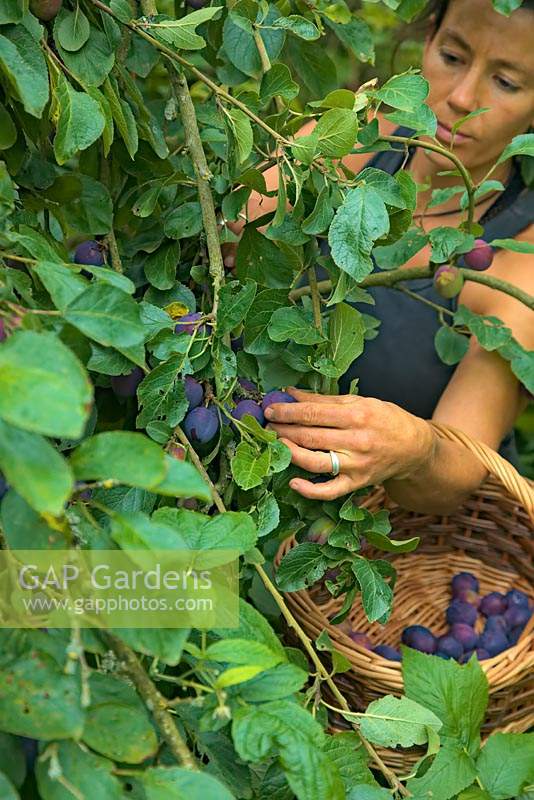 Gardener harvesting Prunus domestica 'Czar' C AGM plums into a basket