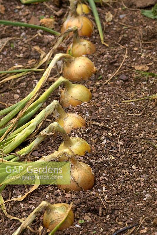 Allium 'Golden Bear' onion from seed sown 31 January and approaching harvest in late July