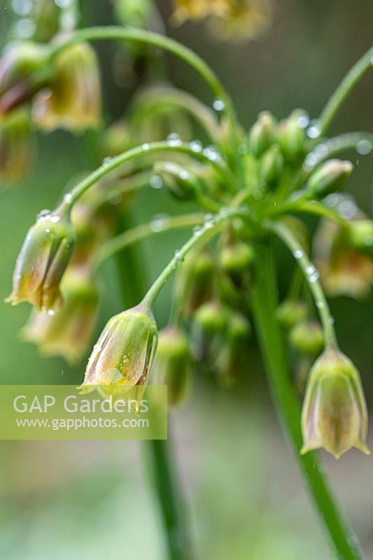 Allium siculum syn. Nectaroscordum siculum - Honey Garlic, Sicilian Honey Lily, Sicilian Honey Garlic, Mediterranean Bells