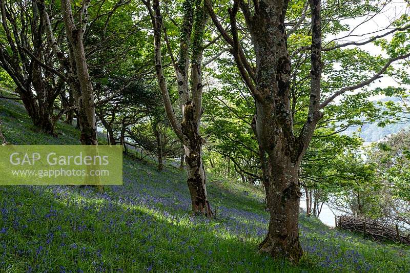 Woodland bank with Hyacinthoides non-scripta - Bluebell
