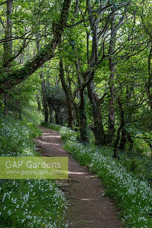 Path through woodland with Allium ursinum - Wild Garlic 