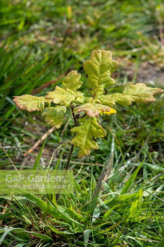 Quercus - Oak - sapling in grass