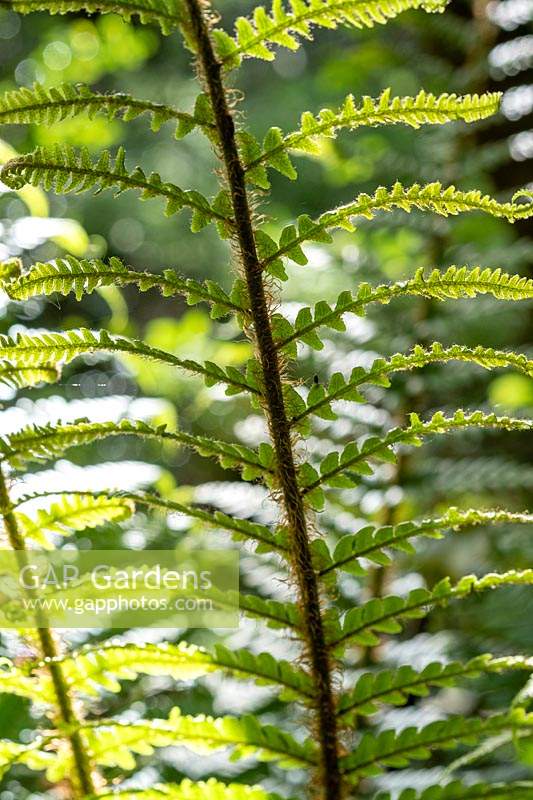Dryopteris affinis - Scaly Male Fern - undersides 