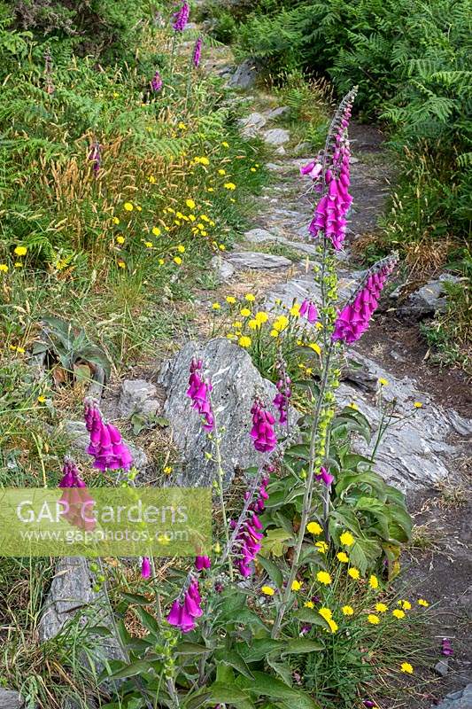 Digitalis purpureum - Foxglove growing beside path in early summer