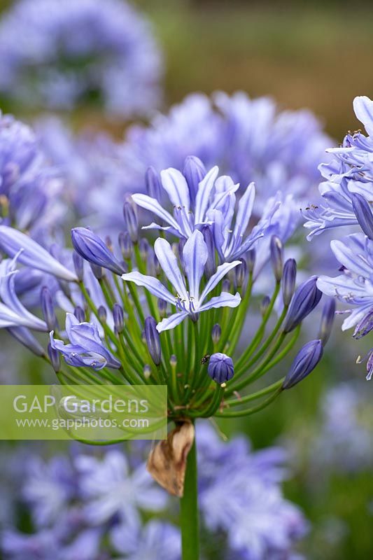 Agapanthus umbellatus - Blue giant African lily