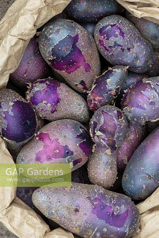 Solanum tuberosum - Bag of freshly dug shetland black potatoes