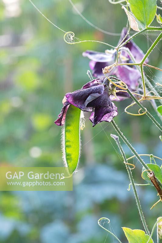 Lathyrus odoratus 'Earl grey' - Sweet pea 'Earl grey' seedpod