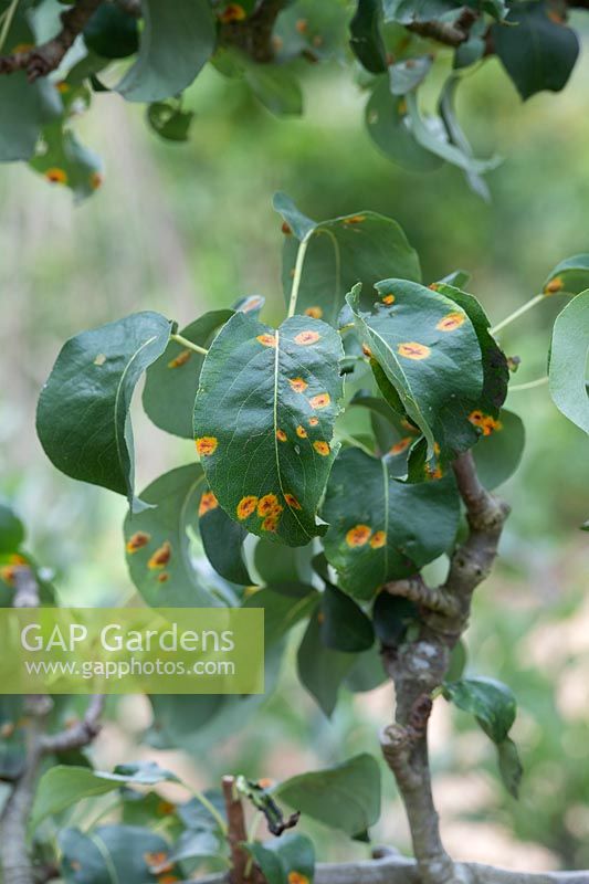 Gymnosporangium sabinae - Pear rust on pear tree foliage
