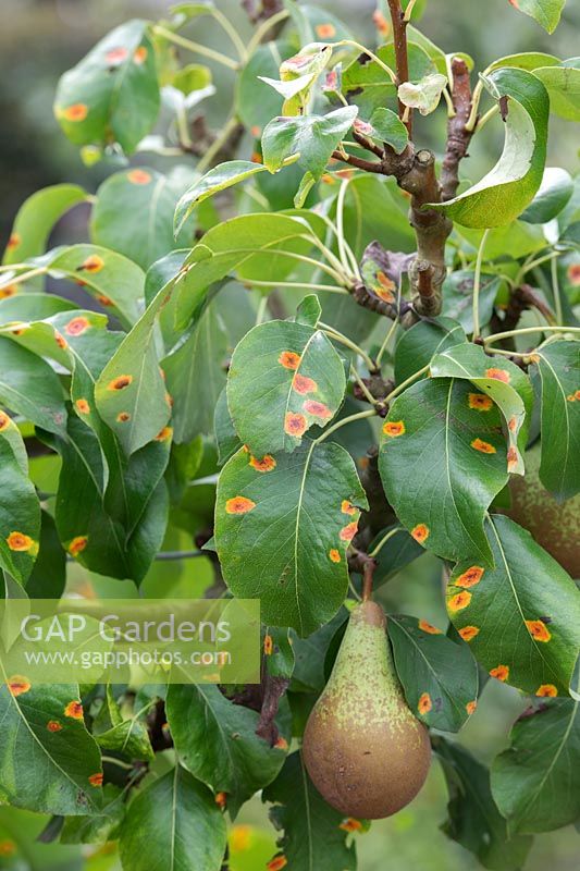 Gymnosporangium sabinae - Pear rust on pear tree foliage