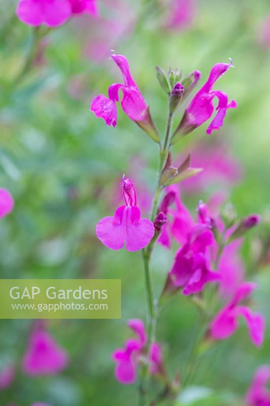 Salvia microphylla 'Trewithen cerise' - Mountain Sage 'Trewithen Cerise'