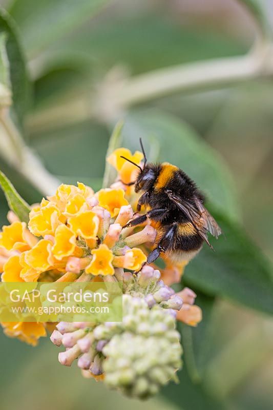 Bumble Bee on Buddleja weyeriana 'Sungold'