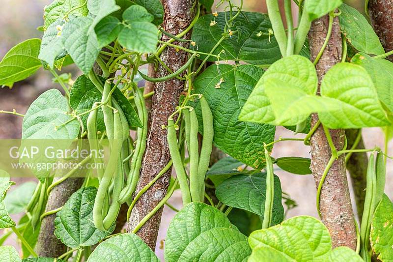 Beans on Climbing French Bean 'Blue lake', ready for harvesting. 