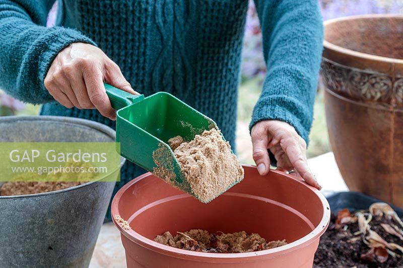Woman adding sand on top of a layer of tulip bulbs in a large plastic pot