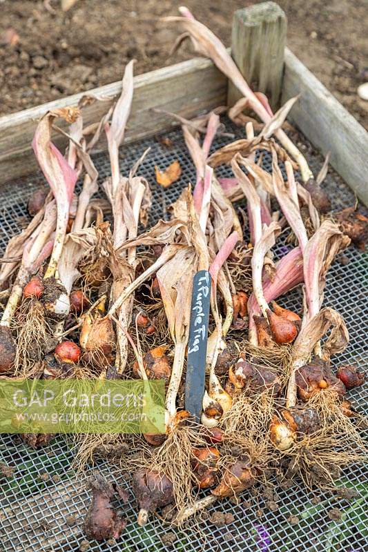Tray of lifted Tulipa 'Purple FLag' bulbs in wire tray