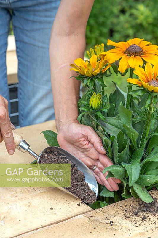 Woman using scoop to add compost to planted Rudbeckia 'Summerina Butterscotch Biscuit'. 