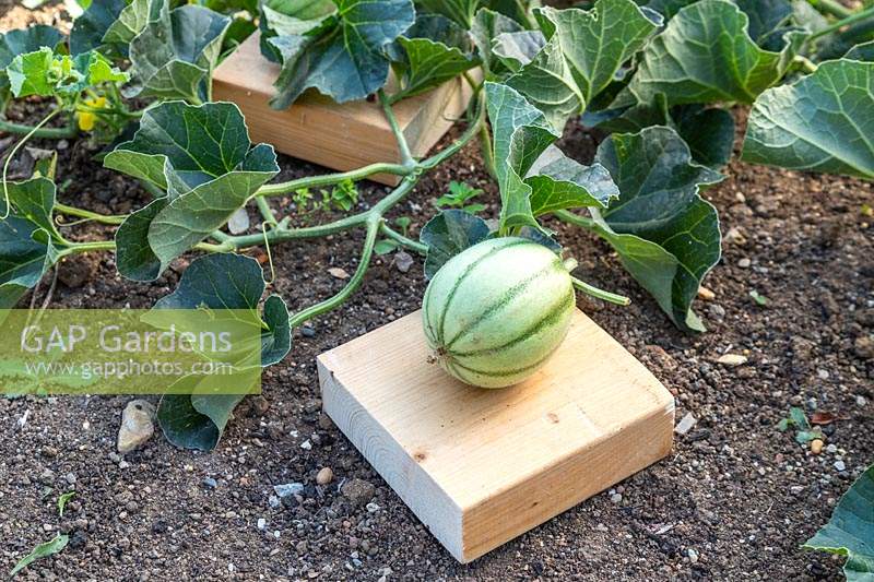 Developing Melon on a piece of wood to avoid contact with soil and potential damage