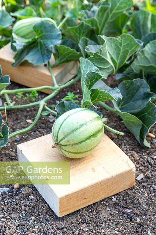 Developing Melon on a piece of wood to avoid contact with soil and potential damage