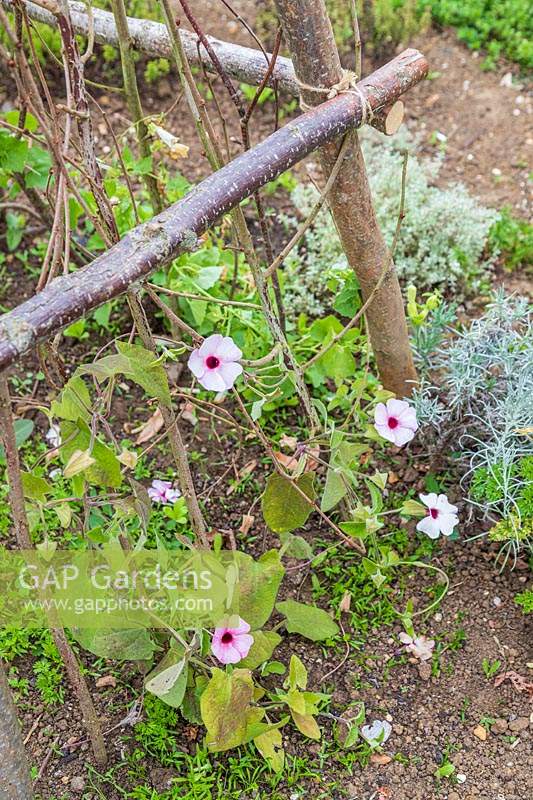 Thunbergia 'Pink Sensation' - Black Eyed Susan - in flower growing up hazel pole obelisk