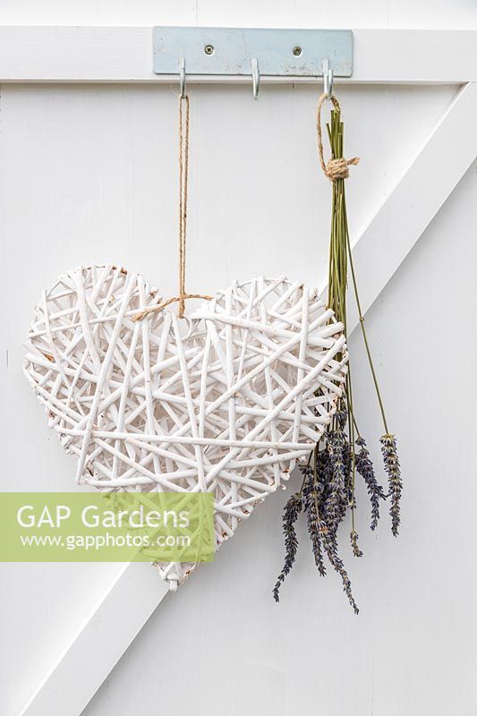Close up detail of wicker heart and cut lavender hanging to dry, both on hooks on back of shed door